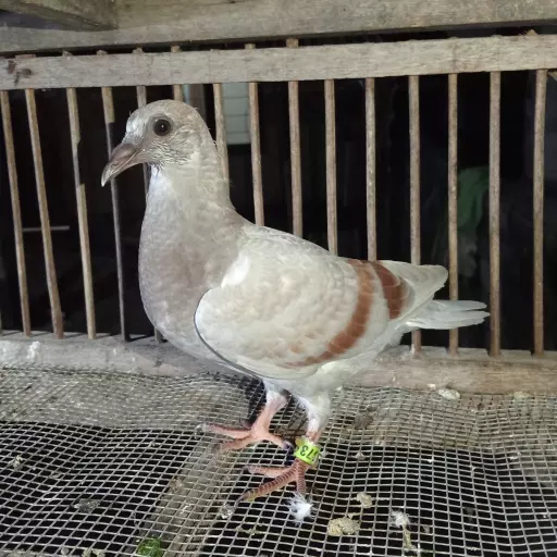 Foto Merpati Pos 4G25-014373