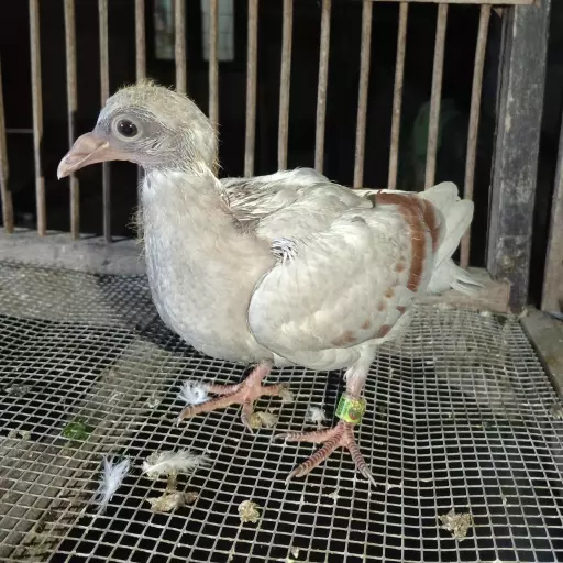 Foto Merpati Pos 4G25-014383