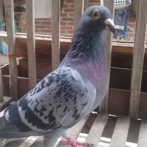 Foto Merpati Pos AB21-035478