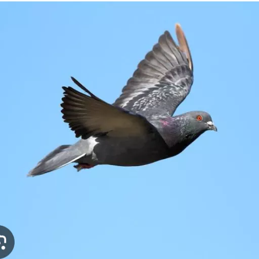 Foto Merpati Pos AB23-003207