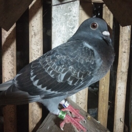 Foto Merpati Pos ABR22-009426