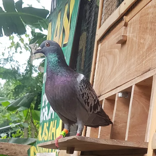 Foto Merpati Pos BKS23-007407