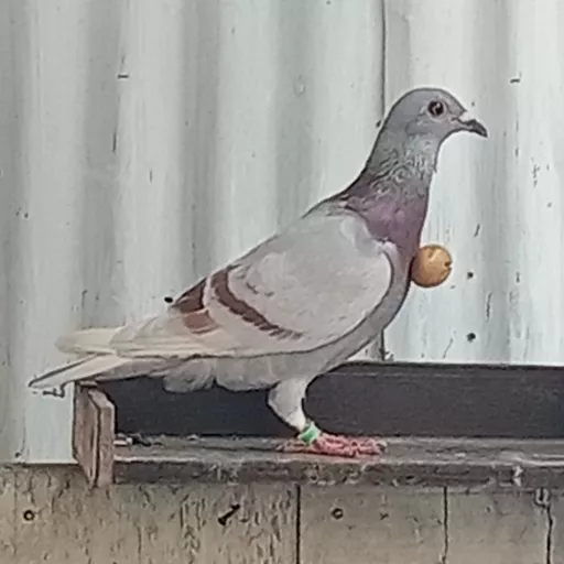 Foto Merpati Pos Bm22-000017