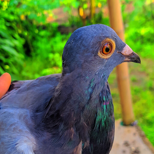 Foto Merpati Pos BMPC21-015531