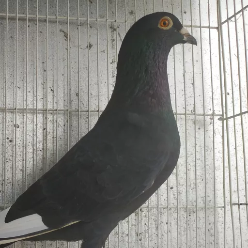 Foto Merpati Pos DA21-000251