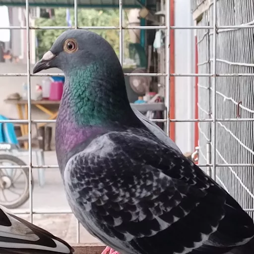 Foto Merpati Pos DML22-000003