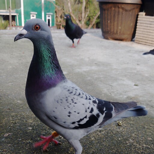 Foto Merpati Pos GLX21-003301