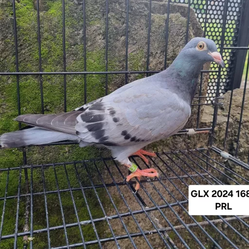 Foto Merpati Pos GLX24-001682
