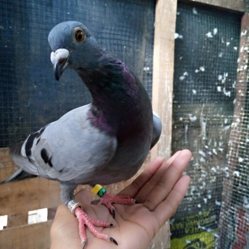 Foto Merpati Pos GS21-002288