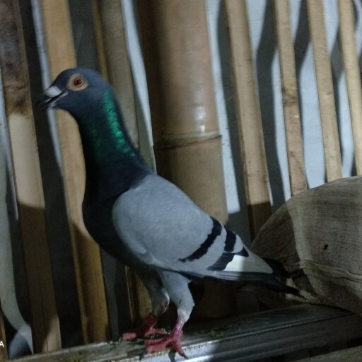 Foto Merpati Pos ID17-113978