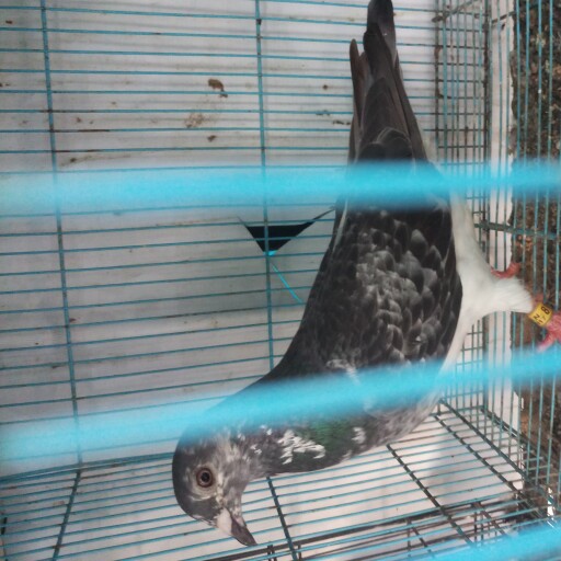 Foto Merpati Pos ID19-6508997