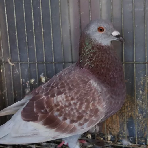 Foto Merpati Pos ID19-065260