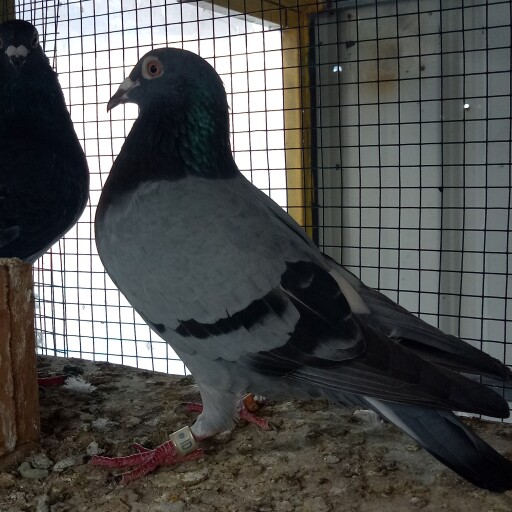 Foto Merpati Pos ID19-067171