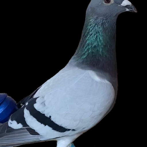 Foto Merpati Pos ID20-1355540