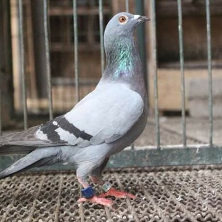 Foto Merpati Pos ID20-159607