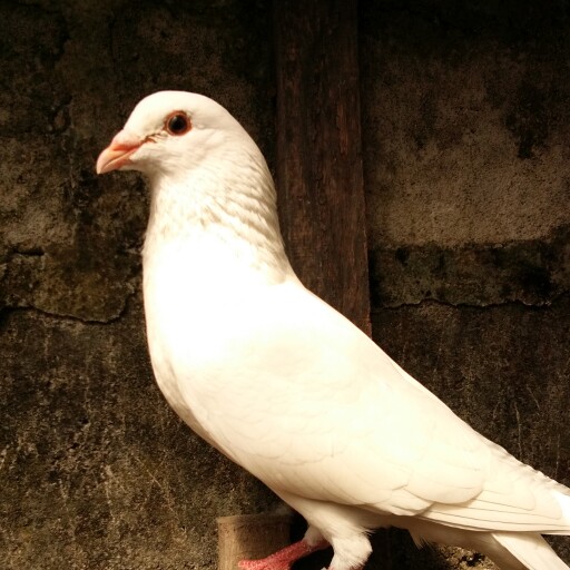 Foto Merpati Pos ID20-171642