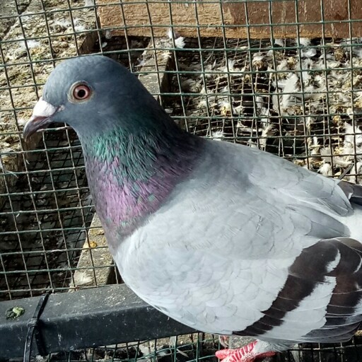 Foto Merpati Pos ID20-183245