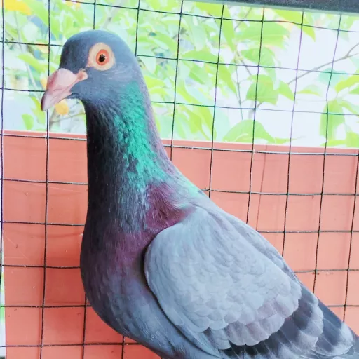 Foto Merpati Pos ID20-200713