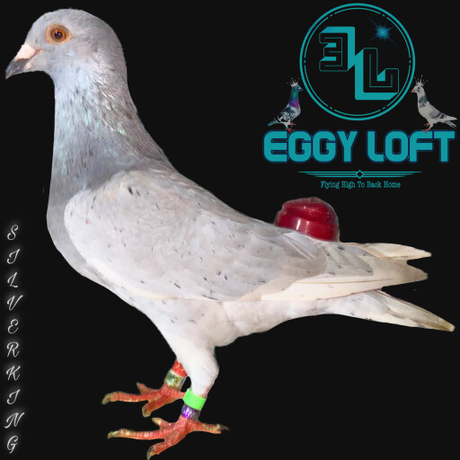 Foto Merpati Pos ID20-202229