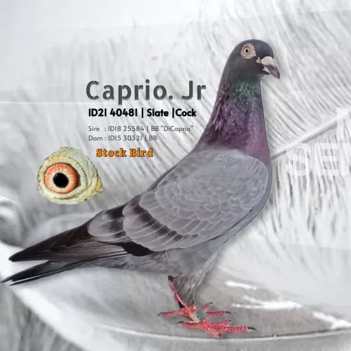 Foto Merpati Pos ID21-040481