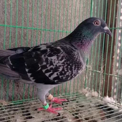 Foto Merpati Pos ID21-049456