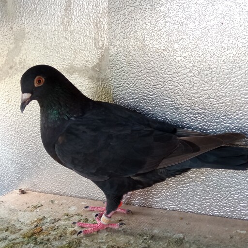 Foto Merpati Pos ID21-040339