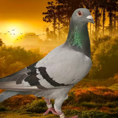 Foto Merpati Pos ID21-040433