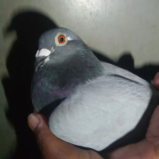Foto Merpati Pos ID21-046357