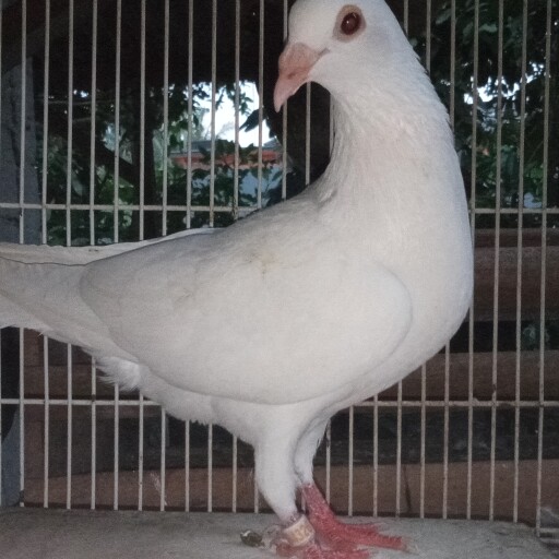 Foto Merpati Pos ID21-094326