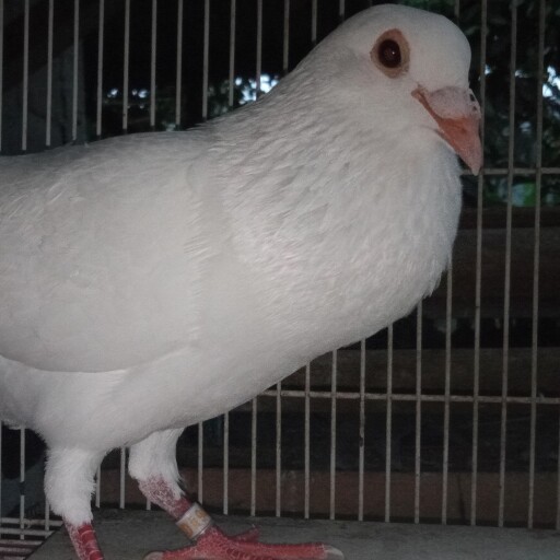 Foto Merpati Pos ID21-094328
