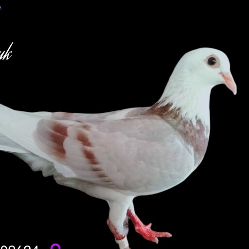 Foto Merpati Pos ID21-009694