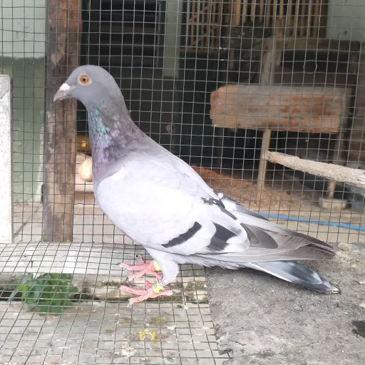 Foto Merpati Pos ID22-073305