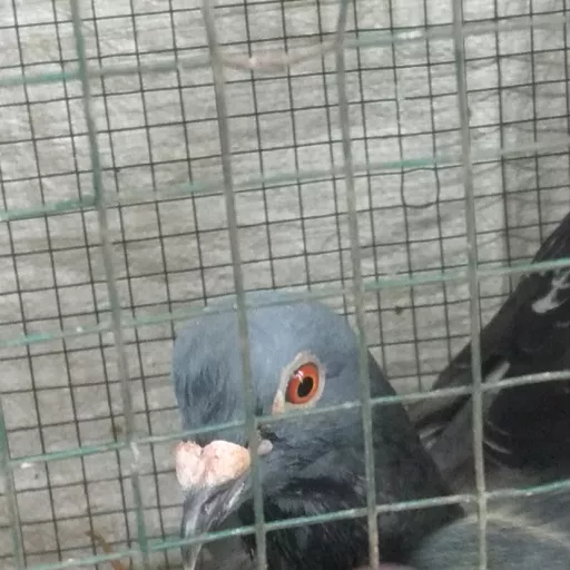 Foto Merpati Pos ID22-083591