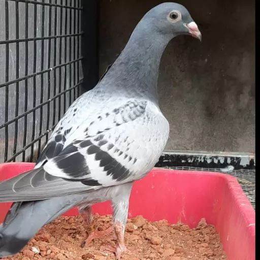 Foto Merpati Pos ID22-087815