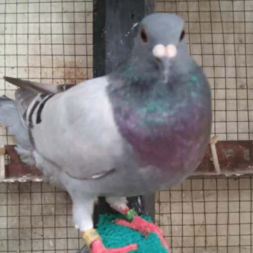 Foto Merpati Pos ID22-094574