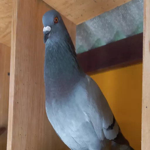 Foto Merpati Pos ID23-174237