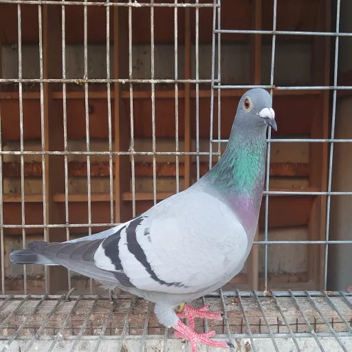 Foto Merpati Pos ID23-145553