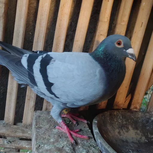 Foto Merpati Pos ID23-145674