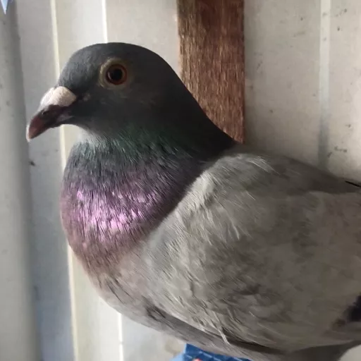 Foto Merpati Pos ID23-213812