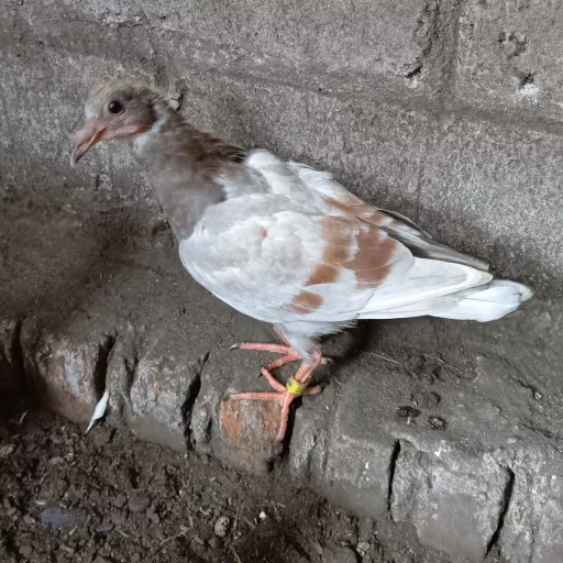 Foto Merpati Pos ID24-265510