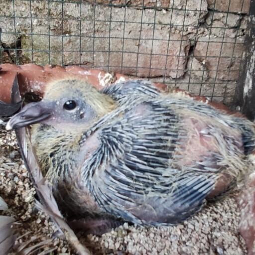 Foto Merpati Pos JK22-000232