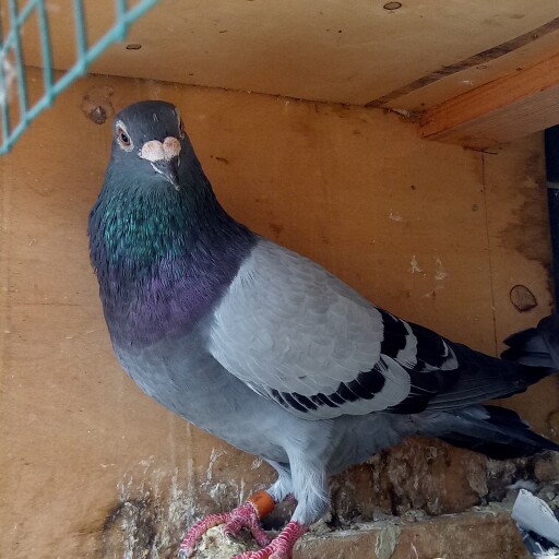 Foto Merpati Pos LLB16-004474