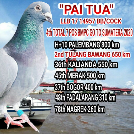 Foto Merpati Pos LLB17-014957