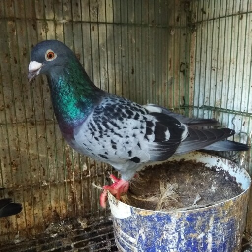 Foto Merpati Pos LLB19-013168