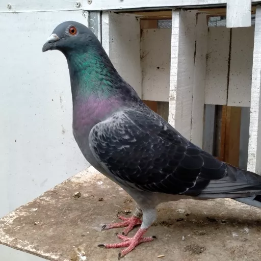 Foto Merpati Pos LLB20-000968