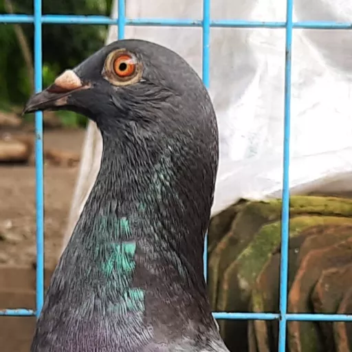 Foto Merpati Pos LLB20-021076