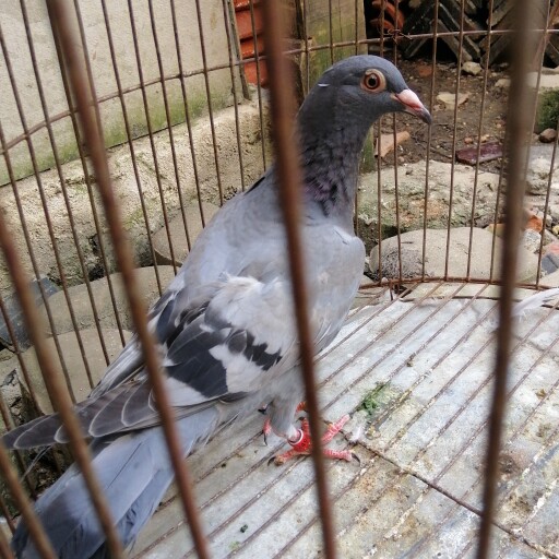 Foto Merpati Pos LLB21-024967