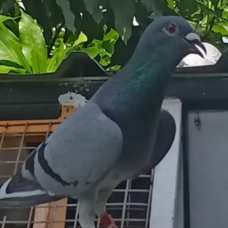 Foto Merpati Pos LLB21-027381