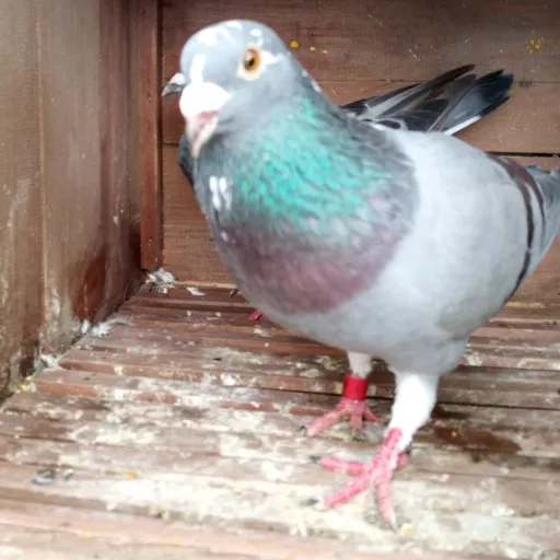 Foto Merpati Pos LLB21-027958