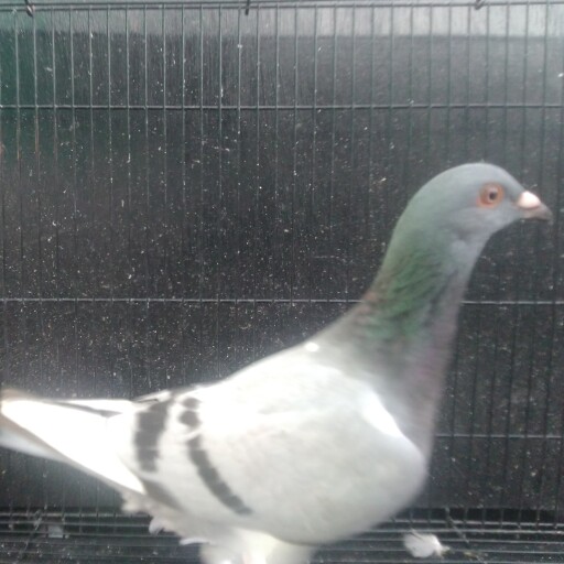 Foto Merpati Pos LLB21-005841